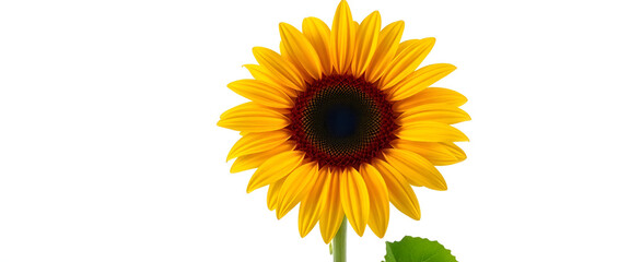 Obraz premium sunflower isolated on white background