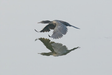 Little Cormorant