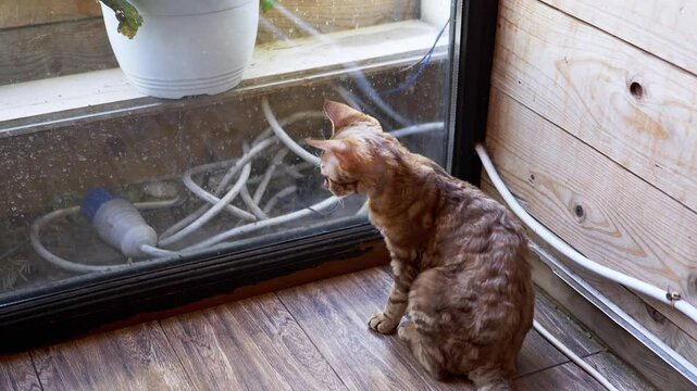 Curious Devon Rex cat sits by the window, gazing outside, in a cozy room with wooden walls. A captivating scene of feline curiosity and domestic tranquility.