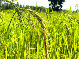 Golden Rice Panicles in Vibrant Green Field, Agricultural Scenery Highlighting Growth and Harvesting Process
