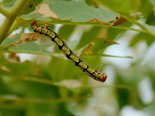caterpillar on a leaf