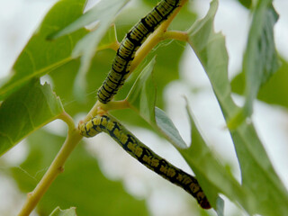 Caterpillar on a branch