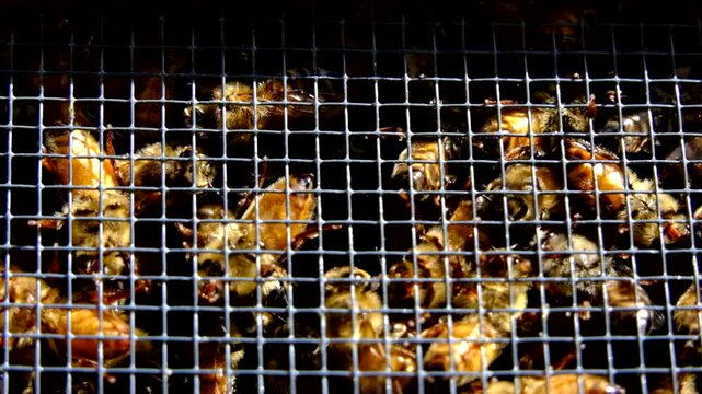 Super slow motion and extreme close up of lot of honey bees enclosed in the box alongside queen before being released into new beehive