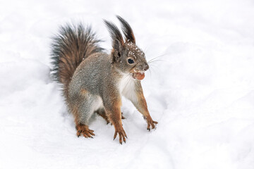 fluffy red squirrel sitting on deep snow with a nut in a mouth.