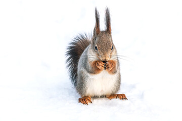 red little squirrel eats a nut on snow in park. front view.