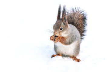 red squirrel with a fluffy tail eats a nut on snow in park.