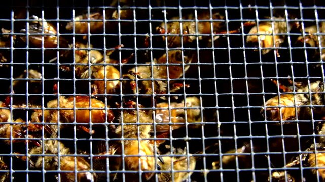 Extreme close up and super slow motion of lot of honey bees enclosed in the box alongside queen before being released into new beehive