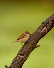 common chiffchaff or Phylloscopus collybita or leaf warbler perhed on branch at keoladeo national park bharatpur bird sanctuary rajasthan india during winter migration