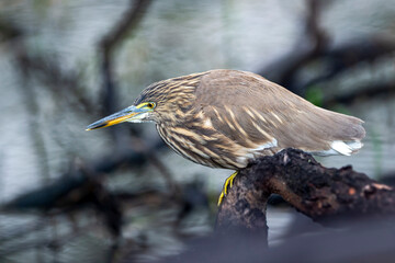Indian Pond Heron or Ardeola grayii at keoladeo national park bharatpur bird sanctuary rajasthan india stalking on prey from perched at at the edge of water body