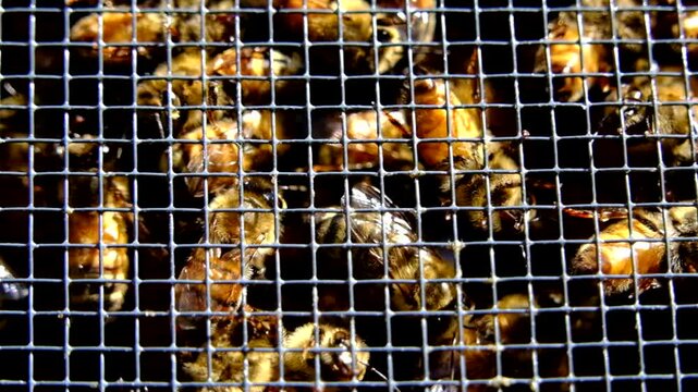 Super slow motion and extreme close up of bees locked in cage alongside queen before being released into new beehive