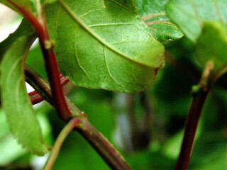 Passion fruit plant leaf closeup