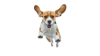 Transparent background Jumping beagle dog with floppy ears and joyful expression, showcasing its playful nature and energy. This lively canine is mid air, exuding happiness and excitement