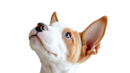 Transparent background curious puppy gazes upward with bright eyes and perked ears, showcasing its playful spirit and innocence. This adorable dog captures attention with its charming expression