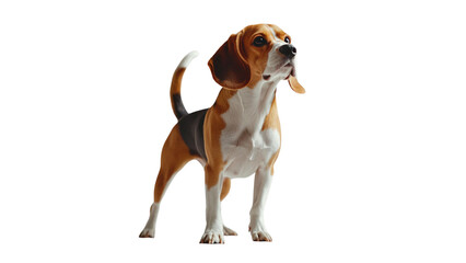 Transparent background beagle dog stands proudly, showcasing its distinctive brown and white coat, alert expression, and playful demeanor. This breed is known for its friendly nature and keen sense