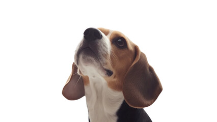 Transparent background beagle dog looking up with curiosity and attentiveness, showcasing its distinctive features and expressive face. This breed is known for its friendly nature and keen sense of