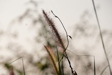 grass in the wind