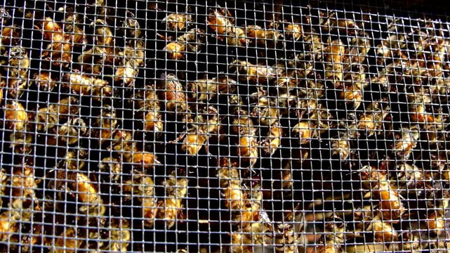 Super slow motion and close up of bees locked in cage alongside queen before being released into new beehive