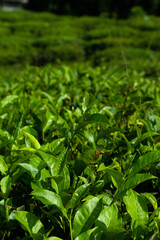 close up of green tea leaves picture from darjeeling