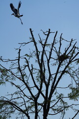 A white-throated eagle bird at the Bangkok Open Zoo, Thailand.