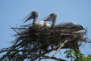 Pyrenean bird at the Bangkok Open Zoo, Thailand.
