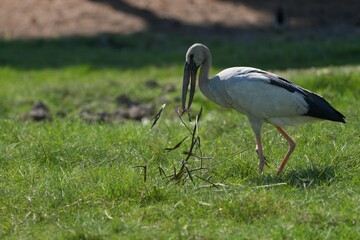 A white-throated eagle bird at the Bangkok Open Zoo, Thailand.