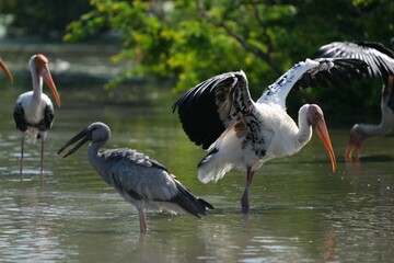 A white-throated eagle bird at the Bangkok Open Zoo, Thailand.