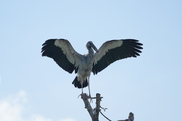 A white-throated eagle bird at the Bangkok Open Zoo, Thailand.