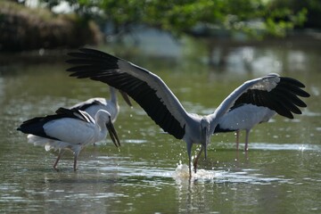 A white-throated eagle bird at the Bangkok Open Zoo, Thailand.