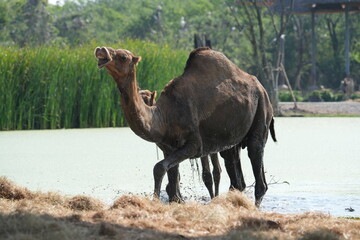 Camels in the zoo in Bangkok, Thailand