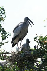 Naklejka premium A white-throated eagle bird at the Bangkok Open Zoo, Thailand.