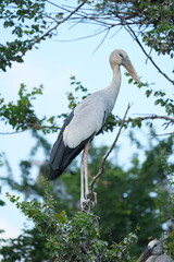 A white-throated eagle bird at the Bangkok Open Zoo, Thailand.