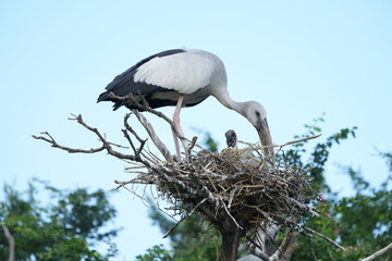 A white-throated eagle bird at the Bangkok Open Zoo, Thailand.