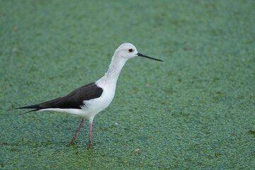 The candle-throated bird is looking for food.