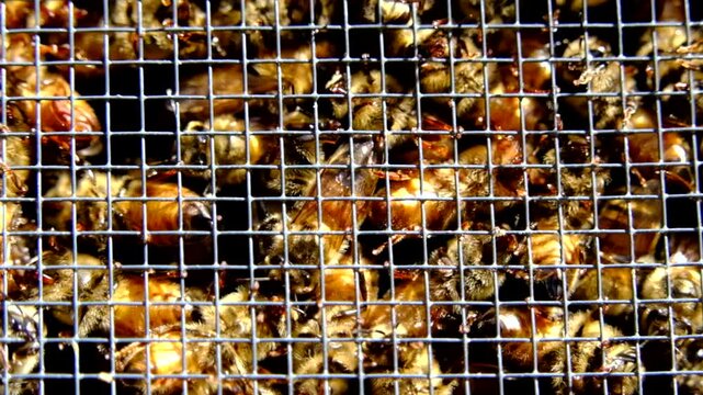 Extreme close up and super slow motion of honey bees locked in cage alongside queen before being released into new beehive
