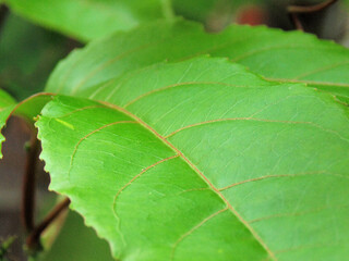 Close up of green leaf Passion fruit