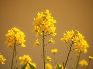 Obraz premium Close-up of yellow flowers of dense flowered mullein, background, yellow
