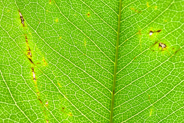 Close-up of green leaves, beautiful lines, natural.