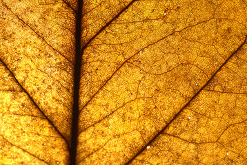Old leaf transparance on back light and can see