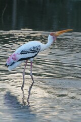 A white-throated eagle bird at the Bangkok Open Zoo, Thailand.