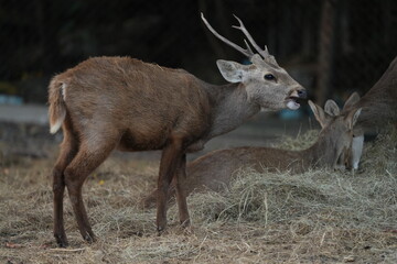 Deer at the Bangkok Open Zoo, Thailand