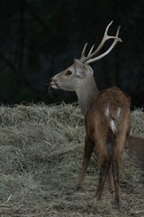 Deer at the Bangkok Open Zoo, Thailand