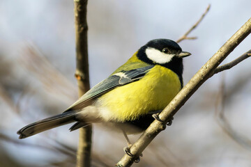Fototapeta premium A great tit bird sits high on a tree branch.