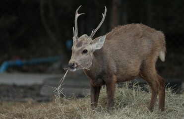 Deer at the Bangkok Open Zoo, Thailand