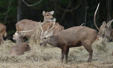 Deer at the Bangkok Open Zoo, Thailand