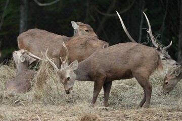 Deer at the Bangkok Open Zoo, Thailand