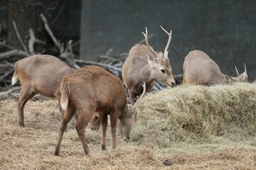 Deer at the Bangkok Open Zoo, Thailand