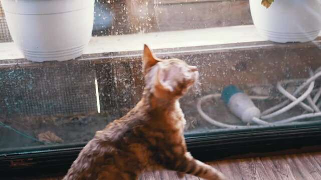 Curious Devon Rex cat sits by the window, observing the outside world with fascination. The cat's gaze reflects a sense of longing and curiosity.
