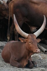 Bull in the open zoo in Bangkok, Thailand.