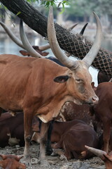 Bull in the open zoo in Bangkok, Thailand.