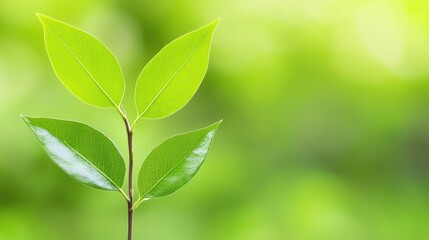 Fototapeta premium A small green plant with vibrant leaves grows against a soft-focus, natural background, symbolizing growth and freshness.